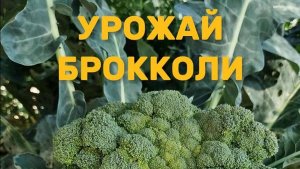 Урожай БРОККОЛИ 2024. Гибриды брокколи Айронмэн и Монако.