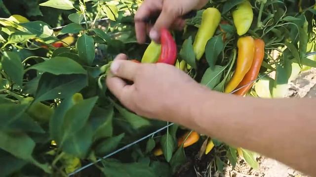 Острый перец Амбой F1 от Бейо Заден в открытом грунте смотреть онлайн