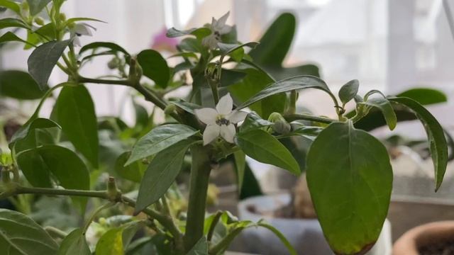Зимний уход за перцем. Школа продвинутого садовода