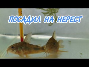 ПОСАДИЛ НА НЕРЕСТ КРАПЧАТЫХ КОРИДОРАСОВ.