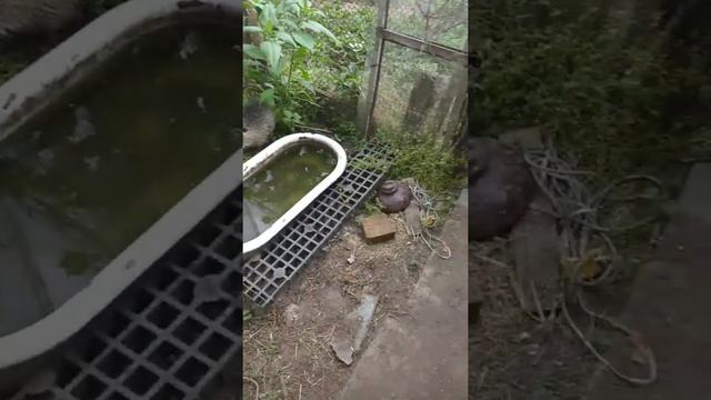 Гайд по нутрии смотреть онлайн