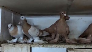 Голубятня и мое содержание голубей.