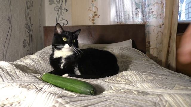 Реакция кота на огурец смотреть онлайн