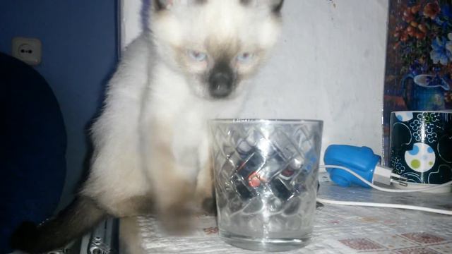 Кот пьет воду!! смотреть онлайн