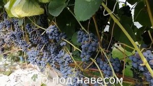 Виноград Зилга