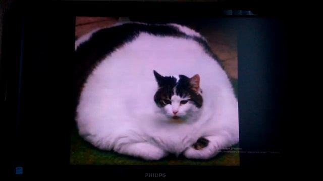 Песенка про кота смотреть онлайн