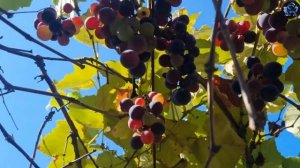 Новое понимание детей | Светлана Новая | Виды конфликтов | Часть 25 | Иоана Бекаревич