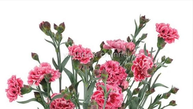 DIANTHUS FLOWER /dianthus perennial, dianthus barbatus/ firewitch dianthus, kinds of dianthus смотреть онлайн