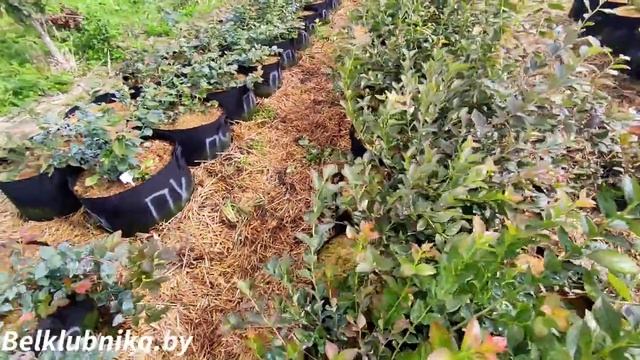 Возраст саженца ГОЛУБИКИ. Какие саженцы лучше_ 1,2,3 года_ Belklubnika.by.mp4 смотреть онлайн