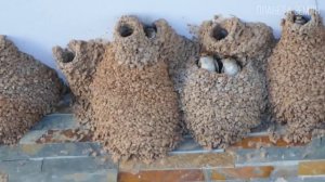 Ласточка: Птица, которая ест на лету | Интересные факты про птиц