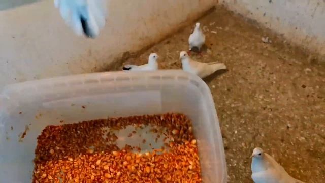 Вечернее кормление голубей. Маринованная зерносмесь уплетают в 2 щёки. Evening feeding of pigeons смотреть онлайн