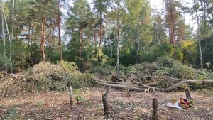 Разрешение на СПИЛ деревьев на своем участке!!!/ 2022
