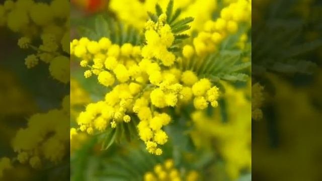 Ветка  мимозы!Сергей  Куприк (Лесоповал)