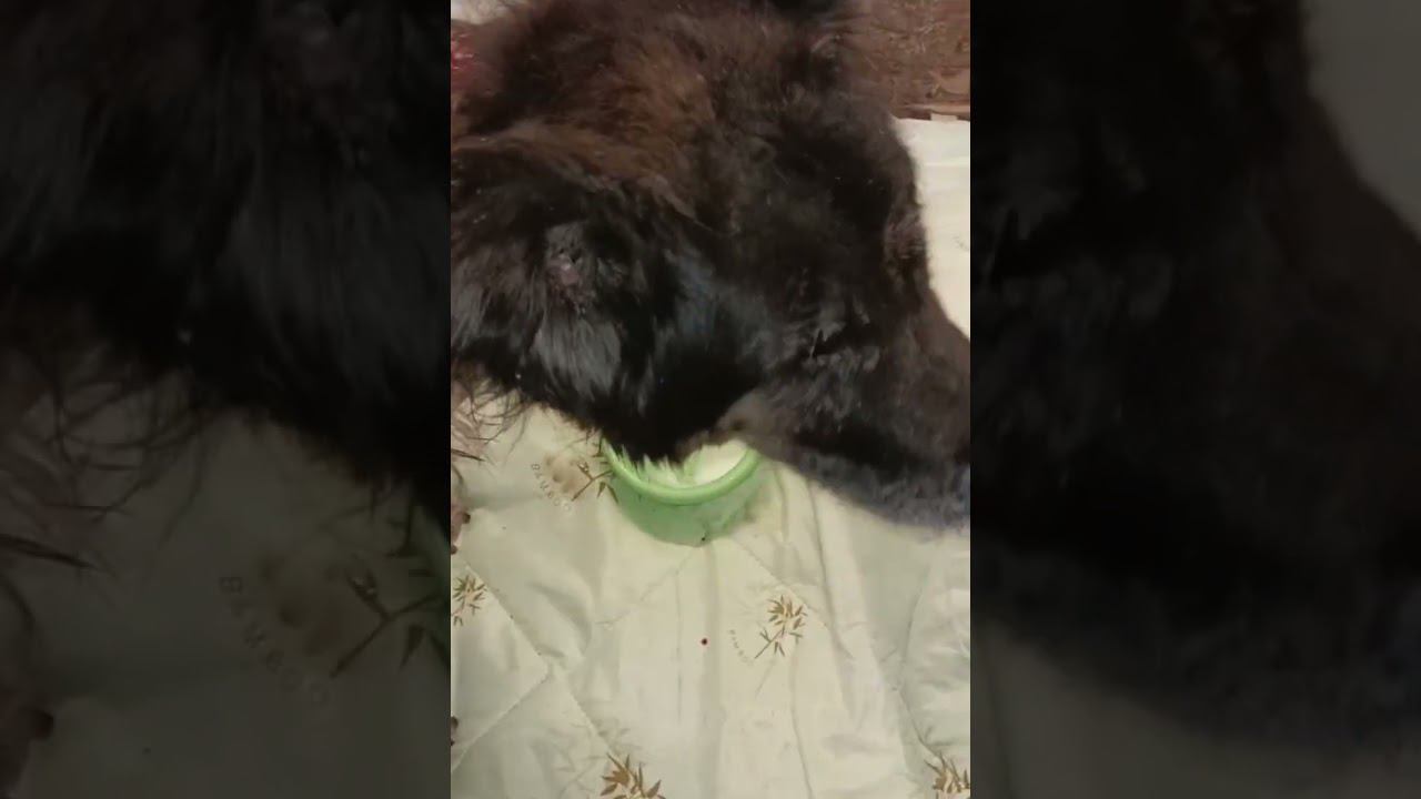 Собачка будет долго поправляться в приюте