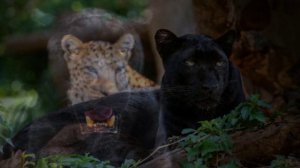 Чёрный Ягуар-Пантера🐈⬛Звуки и фото чёрного ягуара🦁 Рев ягуара