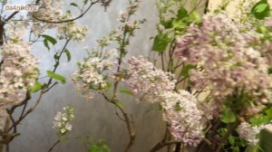 Секреты размножения и ухода за сиренью