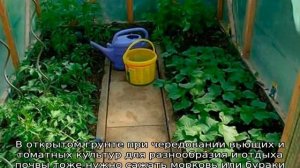 Можно ли сажать огурцы после помидоров