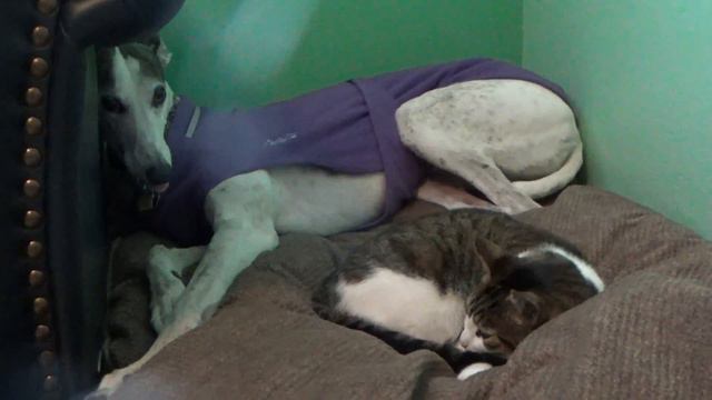 Prey Drive [1.6] смотреть онлайн