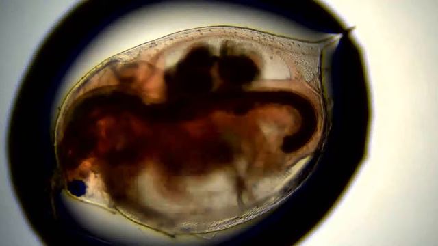 Aspirin 0 01 mg per mL 3 смотреть онлайн