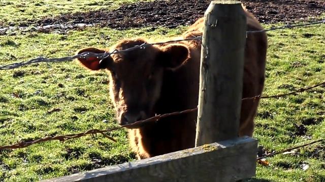 коровы : пасутся в поле смотреть онлайн