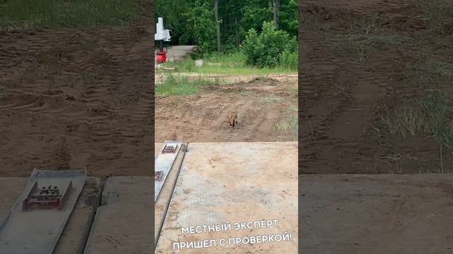 Местный эксперт в Димитровграде