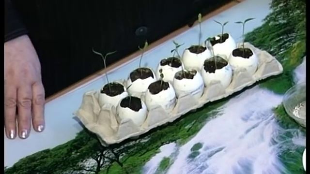 Рассада в яичной скорлупе