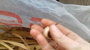 Гладиолусы. Хранение гладиолусов зимой .
