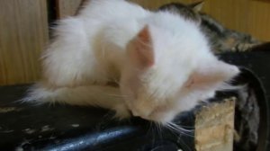 Nikon coolpix p500 . A white kitten’s grooming.