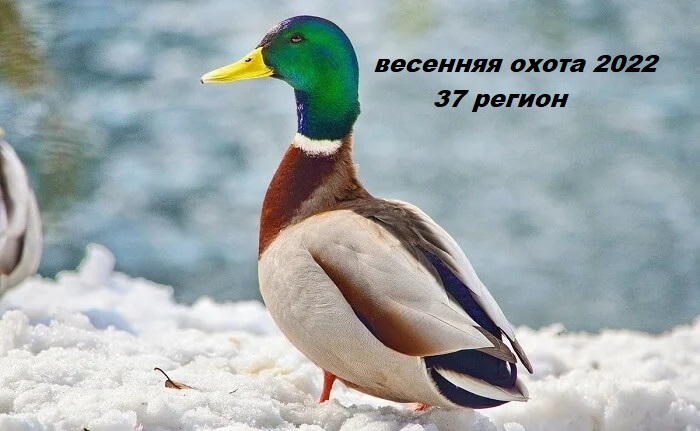 Весенняя охота с подсадной 2022. весенняя охота на селезня с подсадной смотреть онлайн