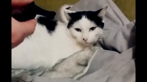 Кот и расческа (реакция кота на звук расчески)