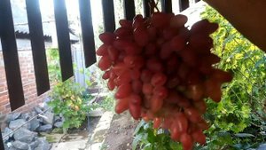 г.ф.Франт.2023р.(0662571710)
