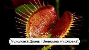 ТОП 10 САМЫЕ ДОРОГИЕ КОМНАТНЫЕ РАСТЕНИЯ МИРА