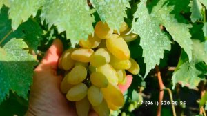 Виноград  Гордей   Бурдака А.В.