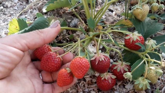 Обзор сортів - Гігант Джорнея и Рекорд... 21.06.22 смотреть онлайн