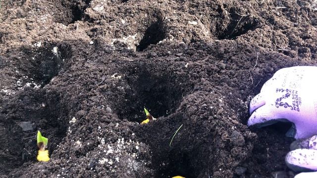 Посадка гладиолусов в открытый грунт весной в мае.