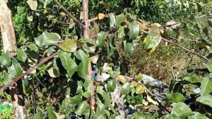 Сорт яблони Имант, яблоня Белорусское сладкое, Алеся, Антей на подвое Р60.