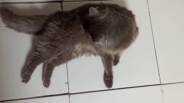 Самая красивая кошка в посёлке 🐱🐱😽😽😽😻😻😻😻😻 The most beautiful cat!! ❤❤❤❤❤❤❤❤❤❤❤ смотреть онлайн