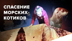 Изъятие морских котиков из дельфинария Севастополя — видео