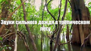 Звуки сильного дождя в тропическом лесу