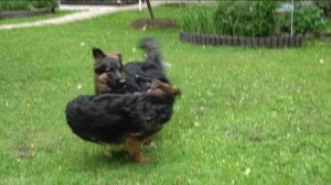 Когда собаки дерутся, что делать? Выпуск 8.