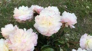 Norma Volz peony Норма Волз пион