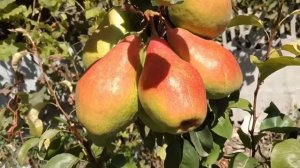 Груши Россия | Лучшие сорта груши Россия | Растущая Таврида