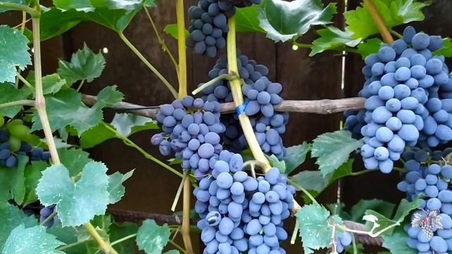 План работ на винограднике в августе смотреть онлайн