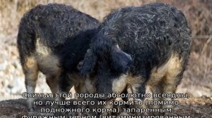 Свинья баран — порода