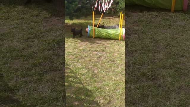 briard puppies from O-Litter of Buhlbino FCI kennel - 8 weeks old смотреть онлайн