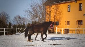 Спасение лошадей с Пензенской бойни