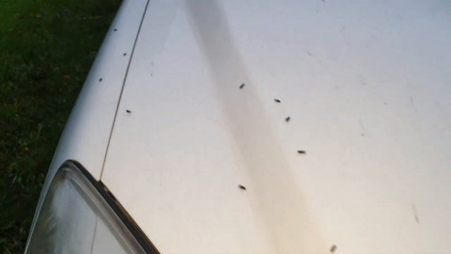 Мухи атаковали машину! Где дихлофос??! смотреть онлайн
