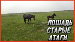 ЛОШАДЬ СТАРЫЕ АТАГИ