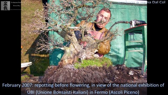 Cornus mas bonsai tree- History and Evolution by Haina & Armando Dal Col смотреть онлайн