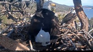 Big Bear Eagles🦅Second Clutch Is Here!🥳Jackie Lays An Egg!🥚Shadow Is Here To Assist!😊2021-02-08